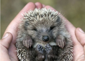 I RICCI RISCHIANO L’ESTINZIONE – SOSTIENI IL  PRIMO PRONTO SOCCORSO D’EUROPA DEDICATO A LORO E UNO STUDIO CON L’UNIVERSITA’ DI TORINO