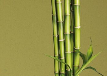 Sviluppo sostenibile, l’impegno di 46 giovani ricercatori di Milano-Bicocca per l’Agenda dell’Onu 2030