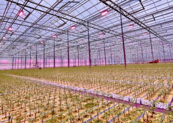 17 milioni di euro per l’agricoltura sostenibile con soluzioni fotobiologiche di illuminazione a LED per ridurre il consumo energetico nelle serre