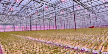 17 milioni di euro per l’agricoltura sostenibile con soluzioni fotobiologiche di illuminazione a LED per ridurre il consumo energetico nelle serre