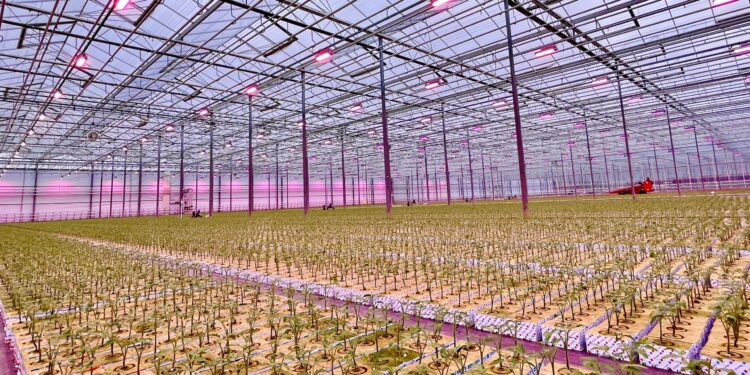17 milioni di euro per l’agricoltura sostenibile con soluzioni fotobiologiche di illuminazione a LED per ridurre il consumo energetico nelle serre