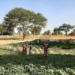 Associazioni e ONG italiane lanciano una sfida per il cambiamento agroecologico con il progetto CHAlleNGE