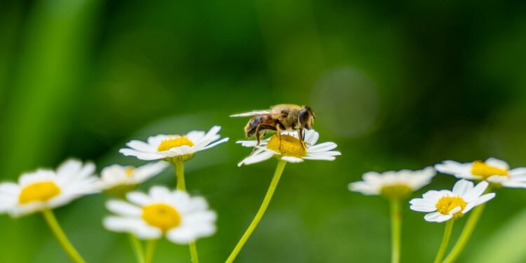 BIODIVERSITY AND CIRCULAR ECONOMY: SUBMIT YOUR PAPER FOR SUM2024 – CAPRI