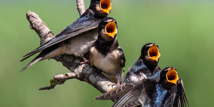 Le rondini sono le migliori alleate delle aziende agricole (studio condotto da MUSE, Lipu e Università di Milano)