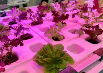 Robot agricoli modulari, coltivazione verticale di funghi esotici e magazzini automatici che producono fragole