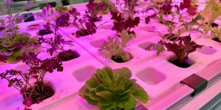 Robot agricoli modulari, coltivazione verticale di funghi esotici e magazzini automatici che producono fragole