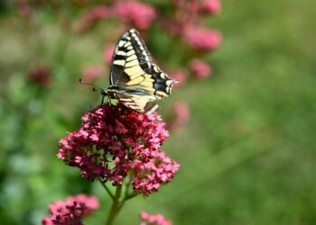 Azioni concrete a supporto della “sostenibilità urbana” con le attività dei Borghi del Respiro