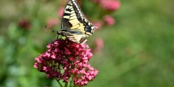 Azioni concrete a supporto della “sostenibilità urbana” con le attività dei Borghi del Respiro