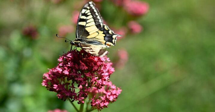 Azioni concrete a supporto della “sostenibilità urbana” con le attività dei Borghi del Respiro