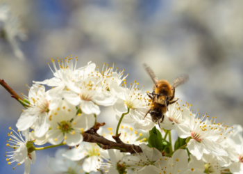 L’Earth Overshoot Day di quest’anno si terrà il 1° agosto! Tabella Footprint Network dal 1971 al 2023