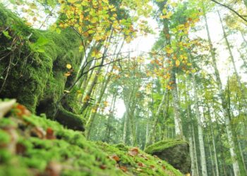 Le radici del futuro, scoperta e cura dell’ambiente: “Un nuovo sguardo sul mondo, come costruire una coscienza collettiva”