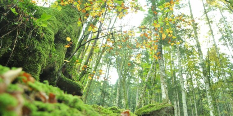 Le radici del futuro, scoperta e cura dell’ambiente: “Un nuovo sguardo sul mondo, come costruire una coscienza collettiva”