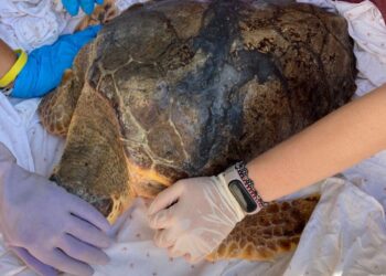 Giù le mani dalle tartarughe marine! Centri di Recupero e Greenwashing: una brutta faccenda – Fondazione Cetacea