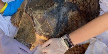 Giù le mani dalle tartarughe marine! Centri di Recupero e Greenwashing: una brutta faccenda – Fondazione Cetacea