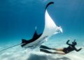 Ti sei mai chiesto come sia ballare con una manta? Un’emozionante avventura subacquea!