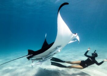 Ti sei mai chiesto come sia ballare con una manta? Un’emozionante avventura subacquea!