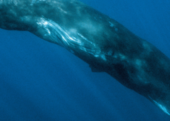 Profondo Blu: il fantastico viaggio di un capodoglio – Bright Night 2024