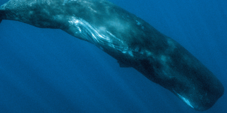 Profondo Blu: il fantastico viaggio di un capodoglio – Bright Night 2024