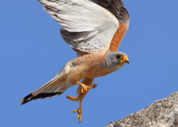 Che ne sarà del falco grillaio? Ce lo racconta una ricerca tra i Sassi di Matera del National Biodiversity Future Center (NBFC)