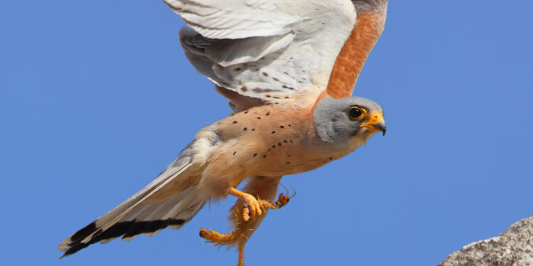 Che ne sarà del falco grillaio? Ce lo racconta una ricerca tra i Sassi di Matera del National Biodiversity Future Center (NBFC)