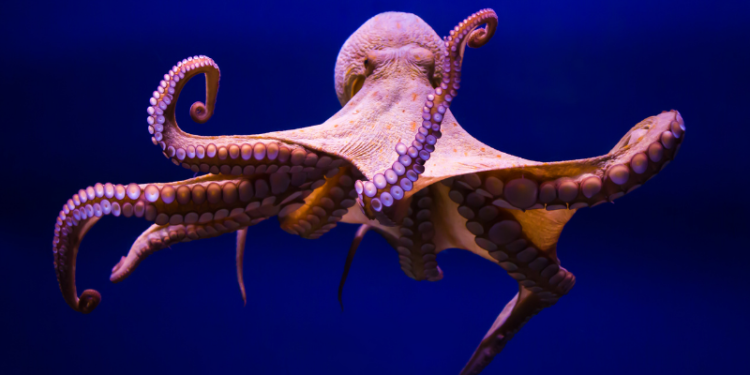 Giornata Mondiale del Polpo: presentazione ufficiale di OCTOPOLIS