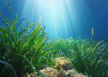 Audizione ISPRA alla Camera dei Deputati: il Progetto MER e l’importanza della nave oceanografica per il monitoraggio del Mediterraneo