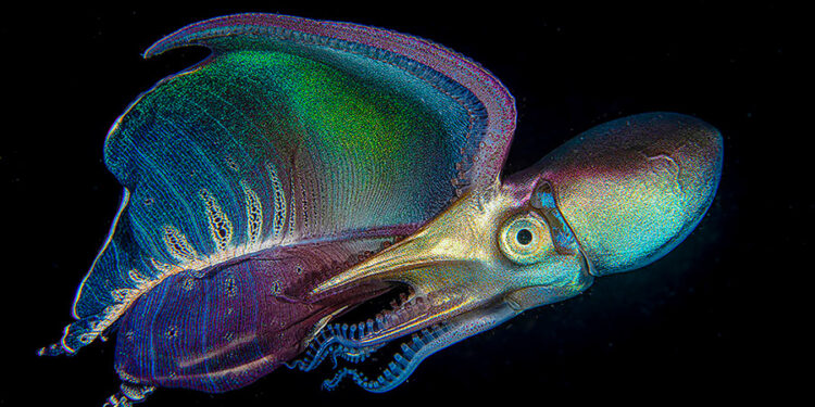 Premiazione concorso fotografico per sub: le perle del mare, dal polpo trasparente ai relitti di un tempo