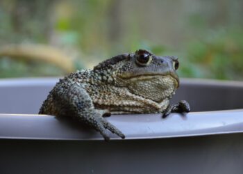 Infrastrutture artificiali e biodiversità: un salvataggio di rospi rimasti intrappolati in una presa d’acqua installata lungo l’argine di un fiume