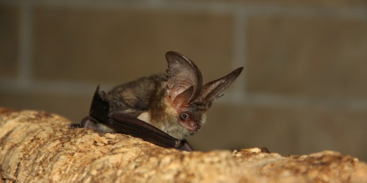 Pipistrelli in città: che fortuna! Il monitoraggio del National Biodiversity Future Center a Roma e Firenze