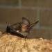 Pipistrelli in città: che fortuna! Il monitoraggio del National Biodiversity Future Center a Roma e Firenze