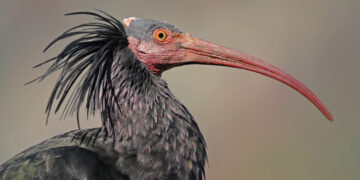 Fra dichiarazioni e veritá: le Associazioni venatorie italiane responsabili della protezione dell’Ibis eremita e di altre specie in via di estinzione