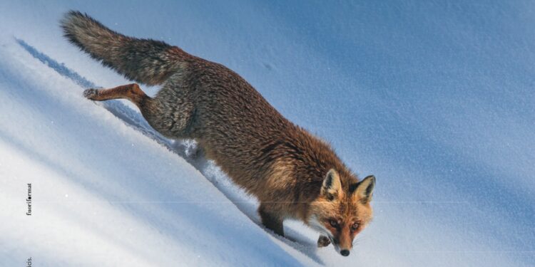 IL PAESE DELLA BIODIVERSITA’ – Il patrimonio naturale italiano – Mostra di National Geographic Italia e National Biodiversity Future Center (NBFC) in collaborazione con il CNR