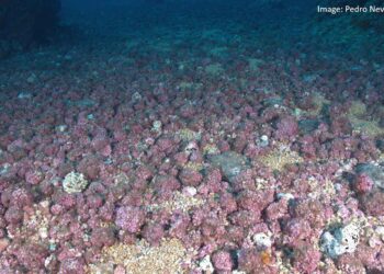 Alghe coralline: serbatoi di carbonio, un progetto del National Biodiversity Future Center (NBFC) per un futuro più sostenibile