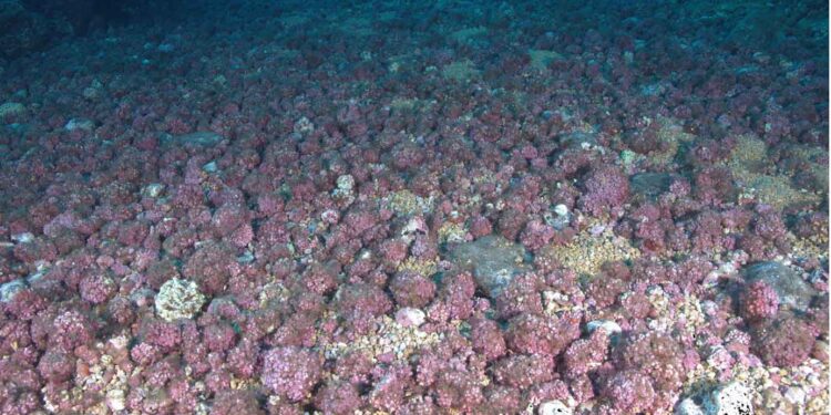 Alghe coralline: serbatoi di carbonio, un progetto del National Biodiversity Future Center (NBFC) per un futuro più sostenibile