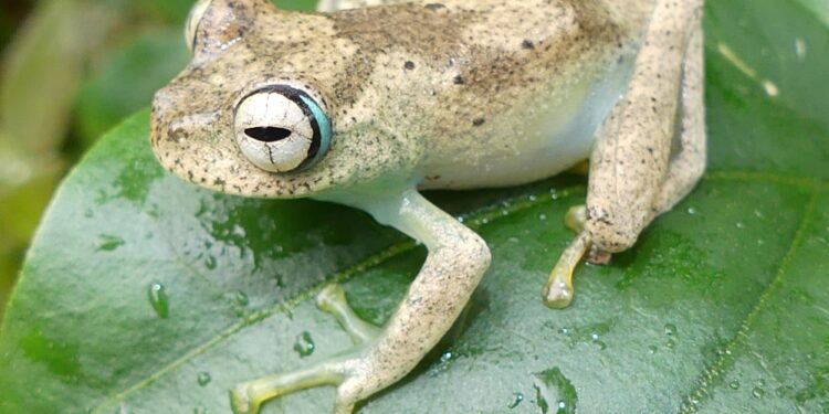 Discriminati gli animali “brutti” e “pericolosi”, lo racconta una ricerca delle Università di Hong Kong e Firenze