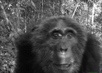 Meno mammiferi nelle foreste tropicali: ricerca internazionale a cura dell’Università di Firenze fotografa la responsabilità dell’uomo