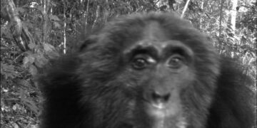 Meno mammiferi nelle foreste tropicali: ricerca internazionale a cura dell’Università di Firenze fotografa la responsabilità dell’uomo