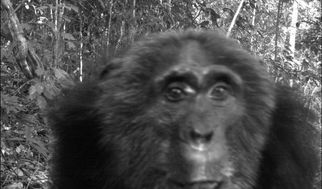 Meno mammiferi nelle foreste tropicali: ricerca internazionale a cura dell’Università di Firenze fotografa la responsabilità dell’uomo