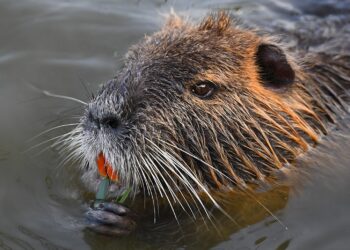 Quando la luna splende, le nutrie si nascondono – Lo spiega uno studio del National Biodiversity Future Center (NBFC)