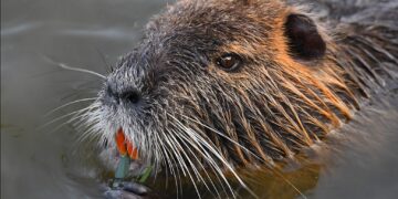 Quando la luna splende, le nutrie si nascondono – Lo spiega uno studio del National Biodiversity Future Center (NBFC)
