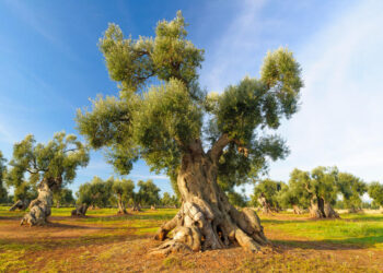 Olio Tunisino: dalla guerra fra poveri alla pace dei popoli dell’olivo