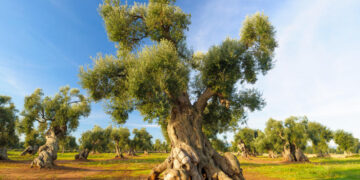 Olio Tunisino: dalla guerra fra poveri alla pace dei popoli dell’olivo