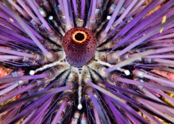 Un affascinante viaggio attraverso la biodiversità del Sultanato dell’Oman