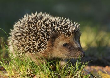 3 marzo, il mondo celebra la Giornata Mondiale della Fauna Selvatica, un tesoro da proteggere