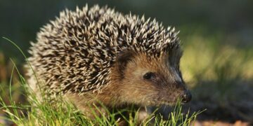 3 marzo, il mondo celebra la Giornata Mondiale della Fauna Selvatica, un tesoro da proteggere