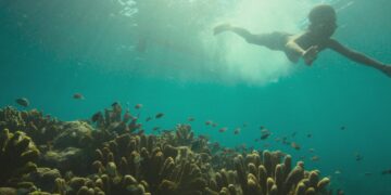 Reef Builders, il racconto di uno dei più grandi progetti al mondo di ripristino delle barriere coralline – Trailer del documentario