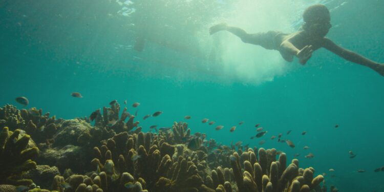 Reef Builders, il racconto di uno dei più grandi progetti al mondo di ripristino delle barriere coralline – Trailer del documentario