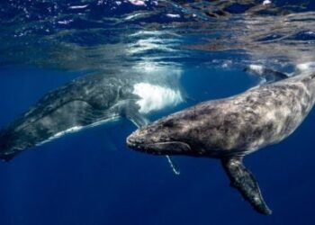 Evento all’Università La Sapienza di Roma organizzato dalla Fondazione ambientale MAREVIVO: Ambiente, ecosistema marino e salute umana – 7 aprile 2025