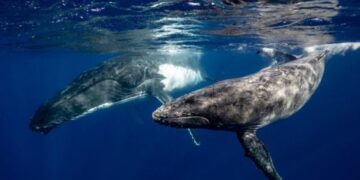 Evento all’Università La Sapienza di Roma organizzato dalla Fondazione ambientale MAREVIVO: Ambiente, ecosistema marino e salute umana – 7 aprile 2025