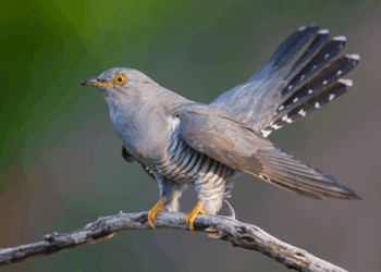 Come gli uccelli si adattano all’urbanizzazione dei territori: Torino è un rifugio verde per i volatili forestali